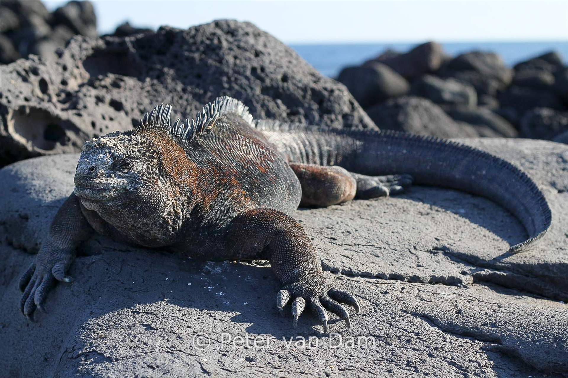 Marine iguana